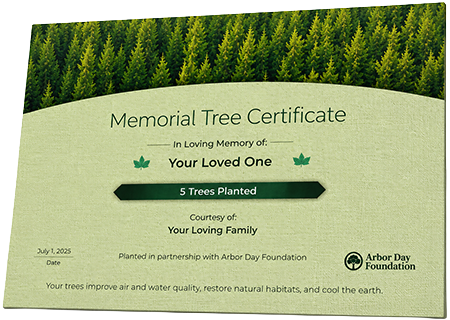 Plant Trees in Memory of Annie Harrison